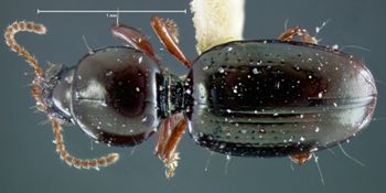 Media type: image;   Entomology 23855 Aspect: habitus dorsal view